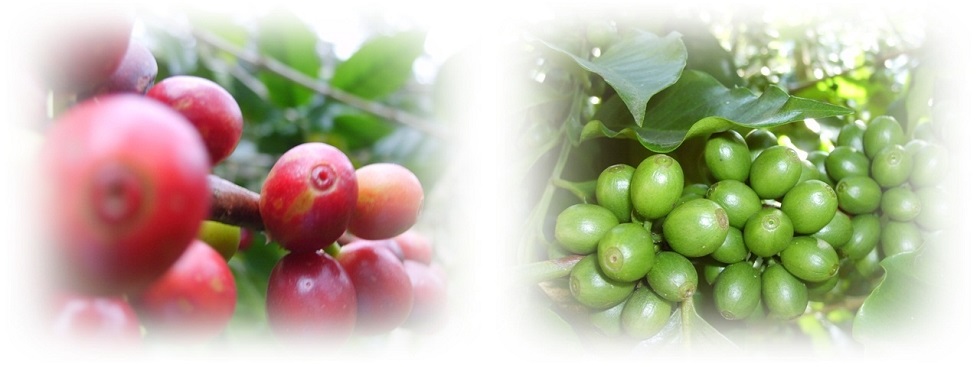 Coffee Plantation, Chiangmai.