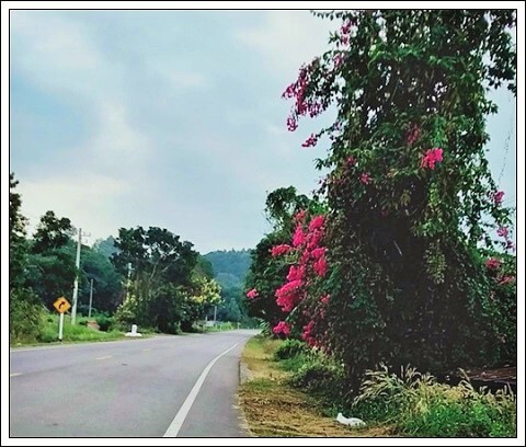 3raiHillslope gaedenHouse Proa,chiangmai.