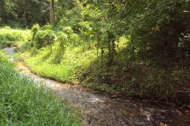 20rai khonlao coffeePlant Streamside,chiangrai.