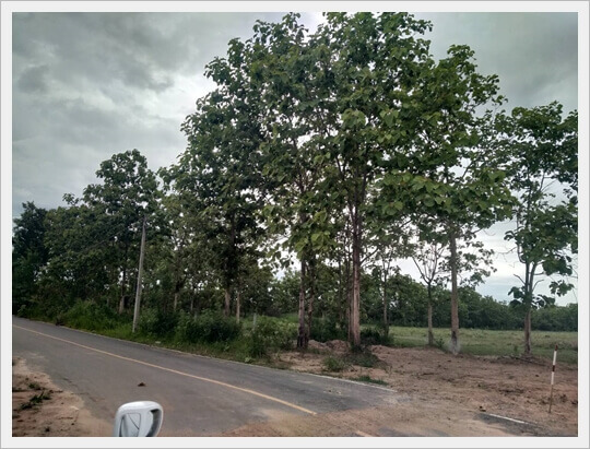 72rai Doilo Chiangmai Land,chiangmai.