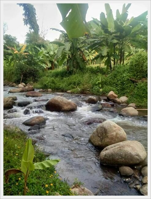 7rai streamside Pong Hangdong, chiangmai.