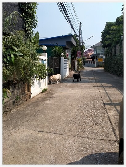 93sqw Hangdong sansai, chiangmai.